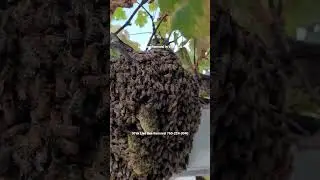 Live Bee Removal in Vista, CA #bees #beekeeping #beekeeper