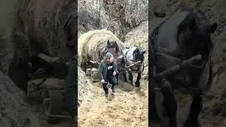 Cai puternici și frumoși!
