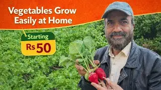 Grow your vegetable garden at home ! Easy to grow vegetables at home