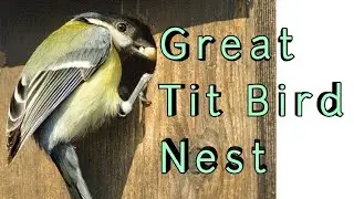 Great Tit bird Nest - hatching to First flight