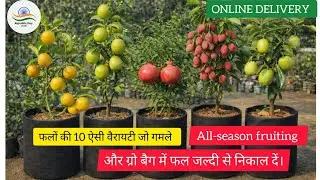 Best online fruit plant nursery in india || fruit plant nursery near me Lucknow || 26 January 2026