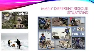 Copy of Wolf Search and Rescue SAR Dogs PSA