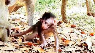 Violet Family | Cute Baby Vianna goes to playing with her younger sister