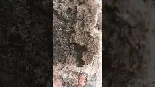 Ant video #2025 #camera #viralvideo #reels #ant #trending #amazing insect@2025