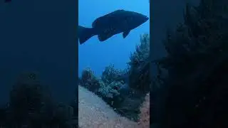Abade (island grouper)  #tenerife #ocean #diving