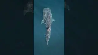 Как ядерные бомбы говорят нам о возрасте китовых акул