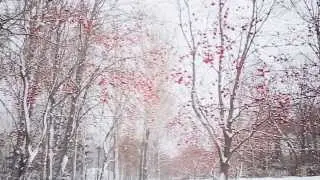 Snow motion &mdash; slow emotion
