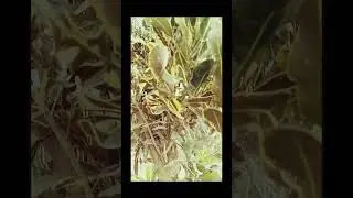 Beautiful plants# #shorts #short #tranding #nature #rrvlog