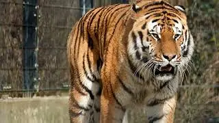 WATCH THIS AMAZING 4K Lion Footage (HD)!