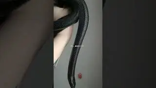 black snake🐍 #BlackSnake #SnakeVideo #WildlifeSnake #SnakeFacts #SnakeAttack @Animlzoneaus732