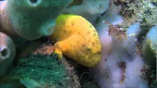 Diving the Seahorse Gardens - Nelson Bay