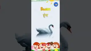 Birds name and sound in Hindi | Swan Bird  - Little kids TV #Swan #kid  #learnhindi Swan