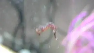 Barbouri seahorse baby - 10 days old