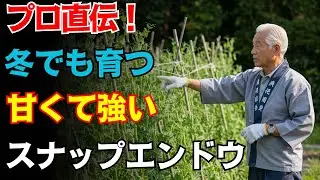【９９％が見落とす落とし穴】スナップエンドウが爆発的に実るコツ！苗選び〜収穫まで感動の育て方を伝授【冬も安心】プランター栽培｜初心者必見