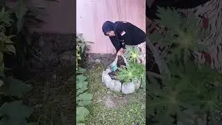 plant papaya at an angleto make it easier to pick the fruit.#gaming
