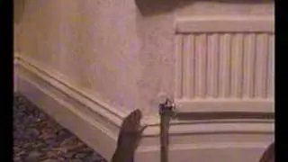 Spidermouse