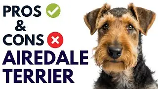 Airedale Terrier Breed Pros and Cons | Airedale Terrier Advantages and Disadvantages #AnimalPlatoon