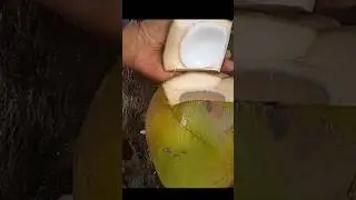 #CoconutAsmr #coconutAsmr04 coconut cutting skill #coconut #asmr #coconutasmr04