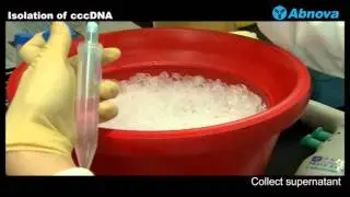 Isolation of cccDNA