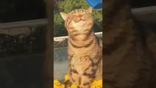 Cats Meet Technology (PT1) 😸⚡