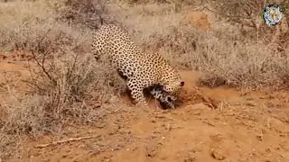 Leopard Digging Out Warthog in its burrow || African Wildlife