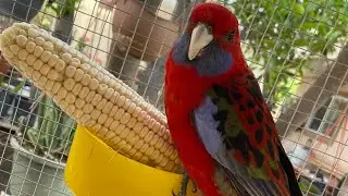 Rosellas bañándose