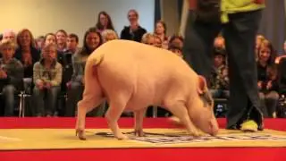 Filmtiershow - Movieanimalshow in der Bavariafilmstadt 2015