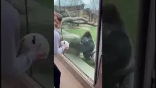 Respect Gorillas! The Harmful Impact of Teasing Wildlife