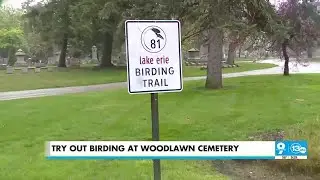 Biggest Week in American Birding - Woodlawn Cemetery