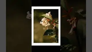212/1000 | How to create beautiful shots on Helios 44_2.