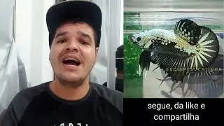 Black Mamba e Samurai (Peixe Betta de Linhagem)