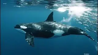 Heroic Rescue Team Saves Lost Seal from Giant Killer Whale Attack🐋_R