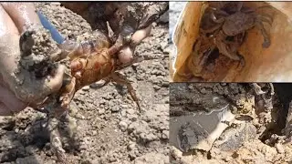 kekde kaise pakde  |  kekde pakdane ka Sahi tarika  |  How to make crack 🎣