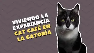 As&iacute; es un Cat Caf&eacute; en Colombia | La Gator&iacute;a Cat Caf&eacute;