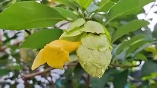 What flower is this? #cohaU70