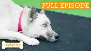 Stray Husky Could Be The Perfect Family Pet! | Full Episode S5 Ep2