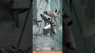 Tropical Fish video Bala Sharks #balashark #aquariumfish #tropicalfish #fishtank #aqu&aacute;rio #aquatic