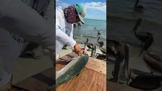 Como FILETEAR un JUREL de Castilla🐟