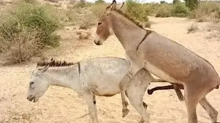 donkey female vs male donkey meeting in village apartments for rent in room 😱😱