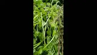 wikanda poo Videos #27