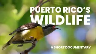 A Puerto Rico's wildlife short documentary // 4K