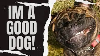 TOP 5 Misunderstood Dog Breeds