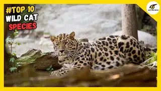Top 10 Most Beautiful and Majestic Wild Cat Species in the world.