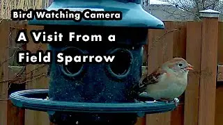 A Field Sparrow Visiting The Bird Feeder - Bird Watching Camera