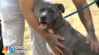 Lincoln Park coffee shop works to find homes for local dogs