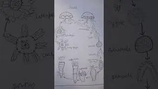 Aurelia diagram #short video #phylum coelenterata 🥰