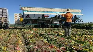 Yuma Farm Business | Cronkite News