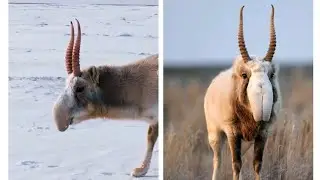 Saiga Antelope Facts Full video #trending #facts #video #viralvideo #antelope #saiga #saigaantelope 