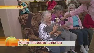 Qoobo in North America