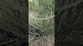 Метельник,дрок #ядовитый #испанский #опасные #дача
